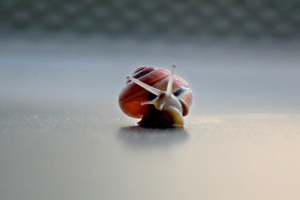 A close up of a snail on a table