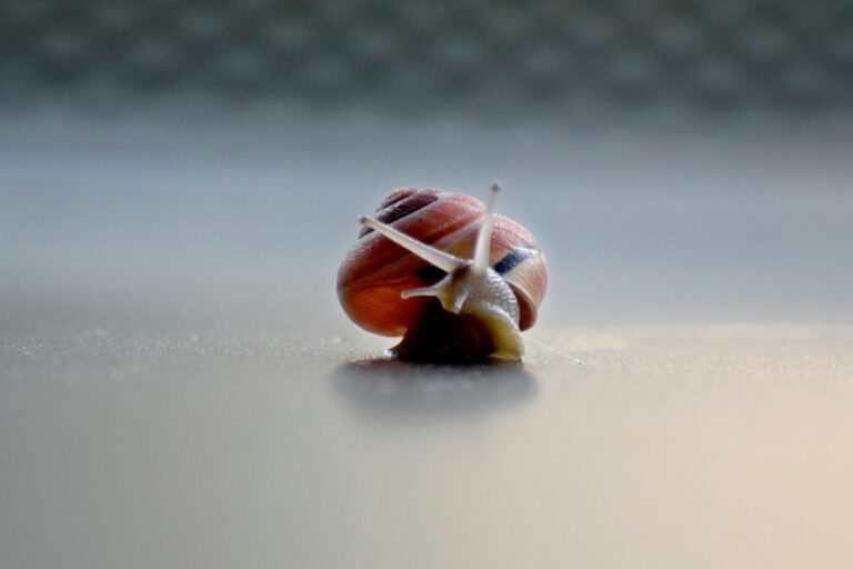 A close up of a snail on a table